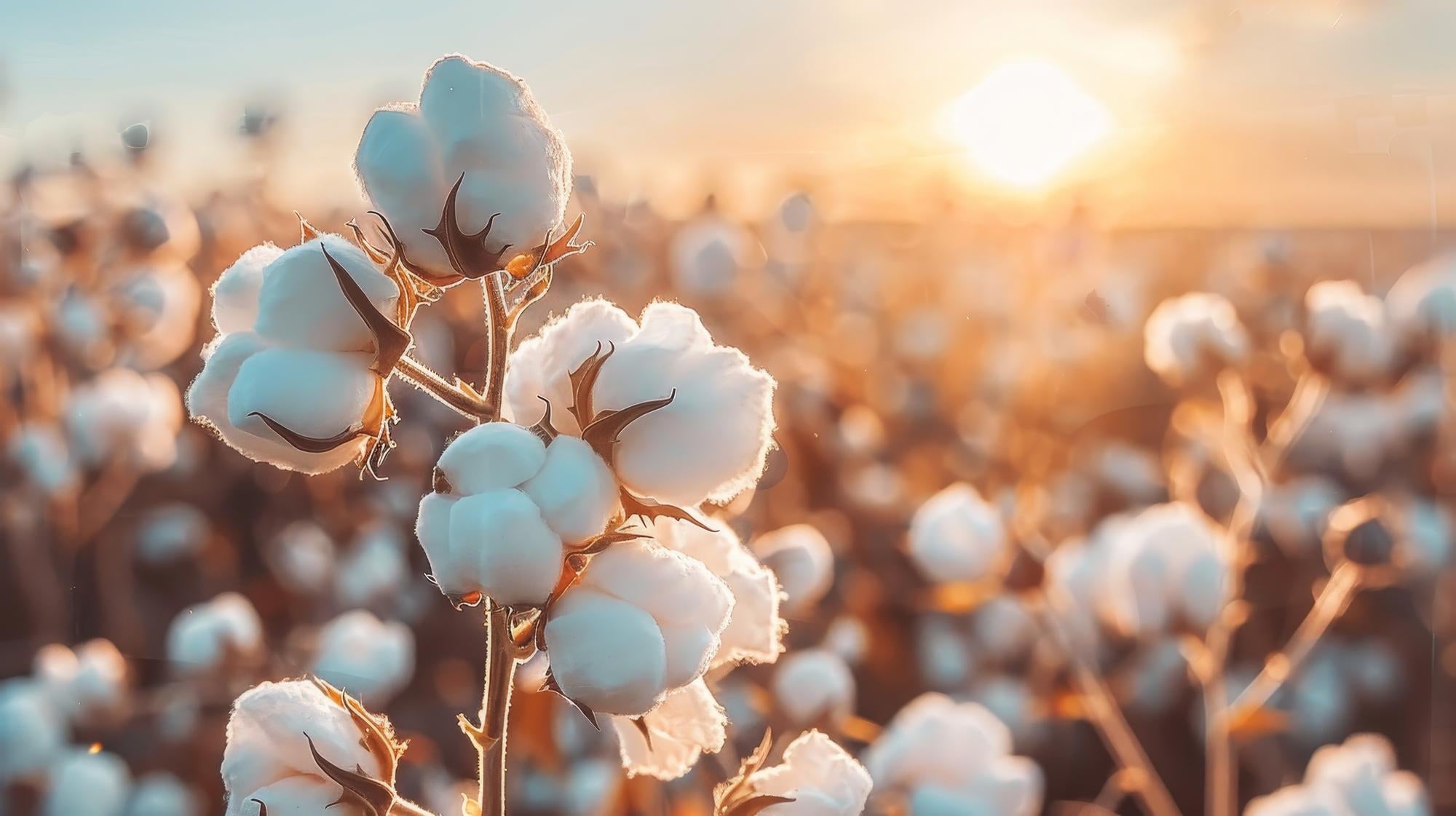 שדה כותנה בשקיעה